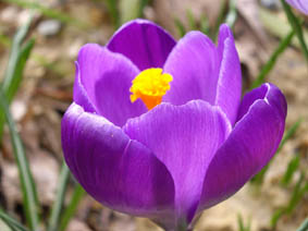 Crocus 'Remembrance'